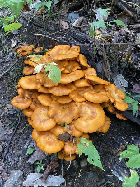 Mid-trail mushrooms.