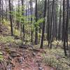 Narrow, needle-strewn trail begins its gradual climb from Peck Gulch day use area.