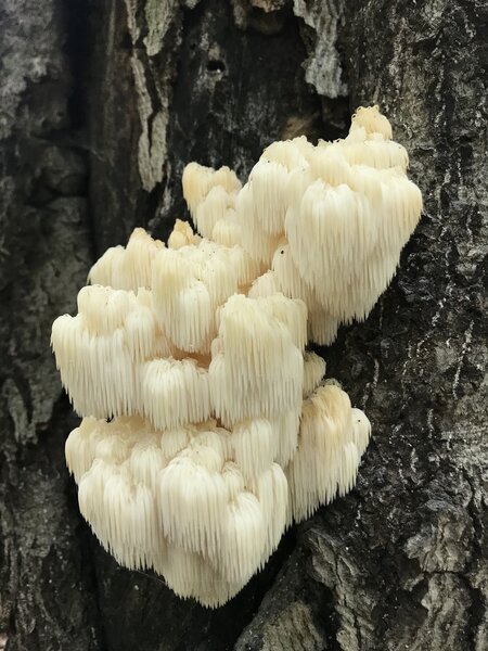 Lion's Mane Fungus.