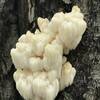 Lion's Mane Fungus.