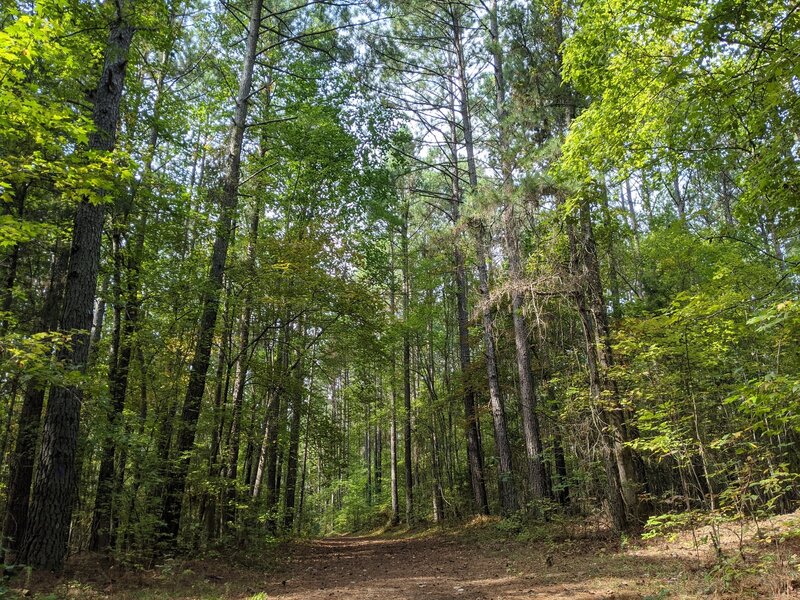 Pine lands on the Beaver Swamp Trail.