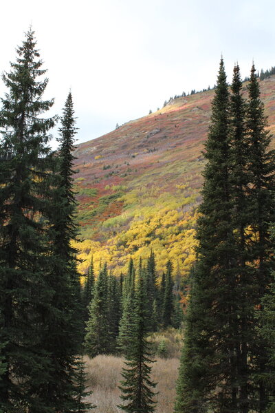 Great fall colors on the hillside.