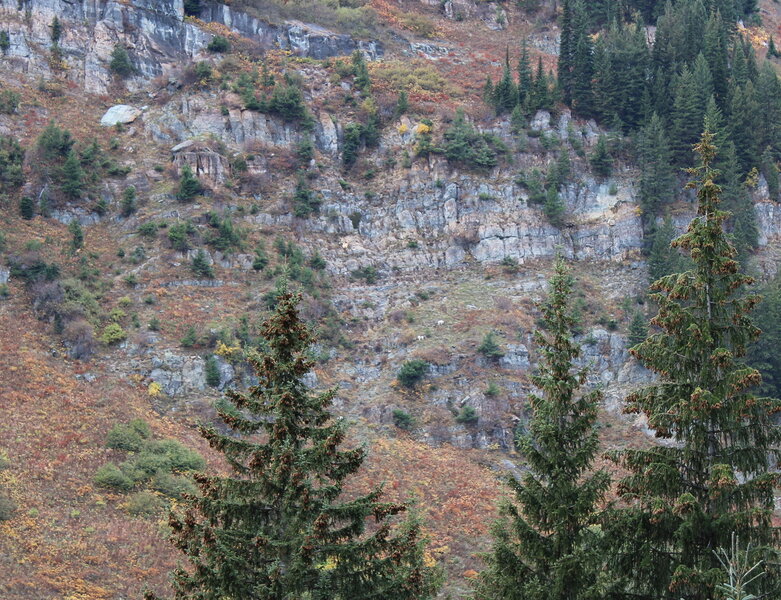 Mountain Goats grazing on the hillside.