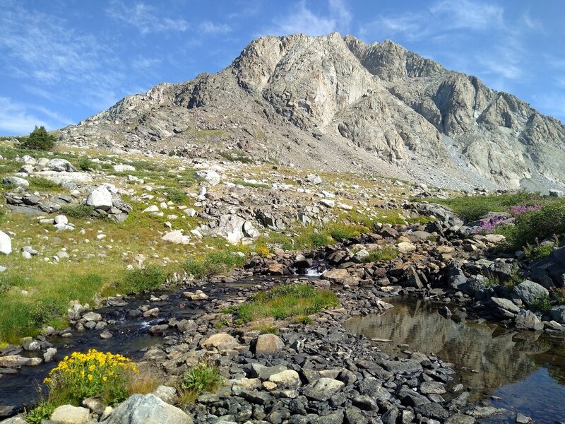 In the high alpine meadows amid the mountains, one finds hardy, bright yellow and purple wildflowers on the banks of the creek connecting Lake 10542 and Lake 10741, the second and third lakes on the way to Europe Pass.