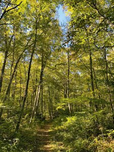 Just before the meadow