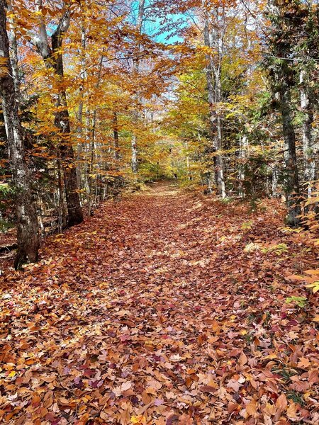 Enjoying the serenity and fall colors of the Jackrabbit ski trail in October 2021