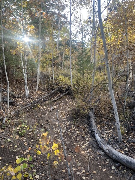 Gorgeous walk through a forested area of the canyon.