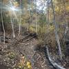 Gorgeous walk through a forested area of the canyon.