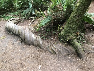 Huge root partially exposed
