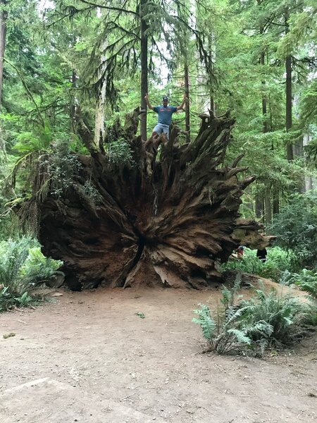 Huge fallen tree near the parking area.