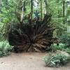 Huge fallen tree near the parking area.