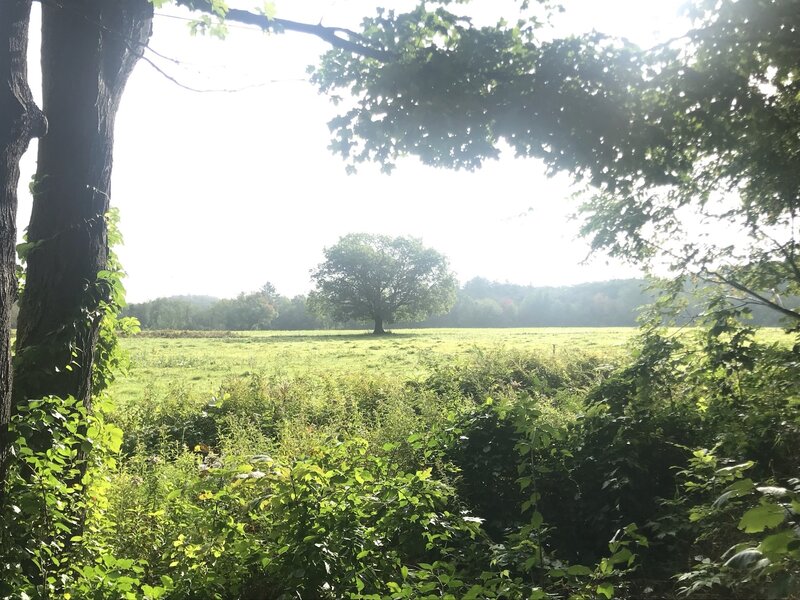 Lone tree in the pasture.