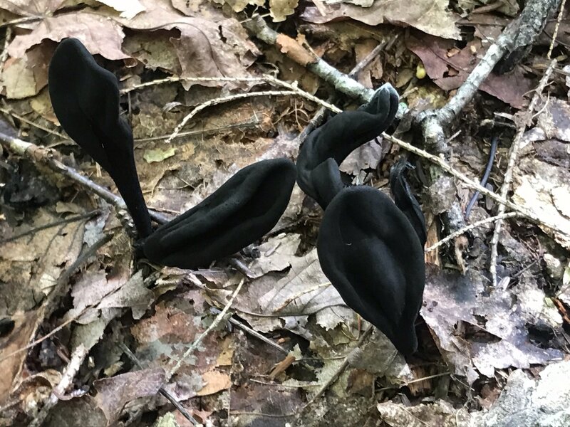 Black Earth-Tongue Fungus.