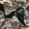 Black Earth-Tongue Fungus.