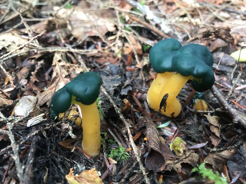 Little Green Berets Mushrooms.