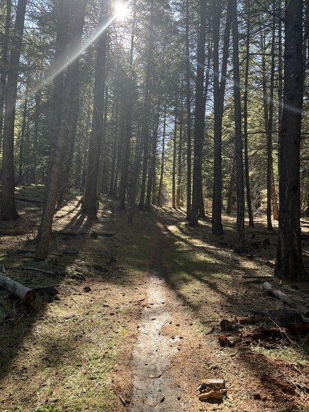 The Scout Mountain/Crestline Connector trail passes through a lovely evergreen canopy