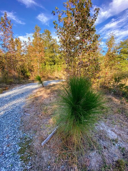 The Longleaf Pine the trail is named after are just getting started.