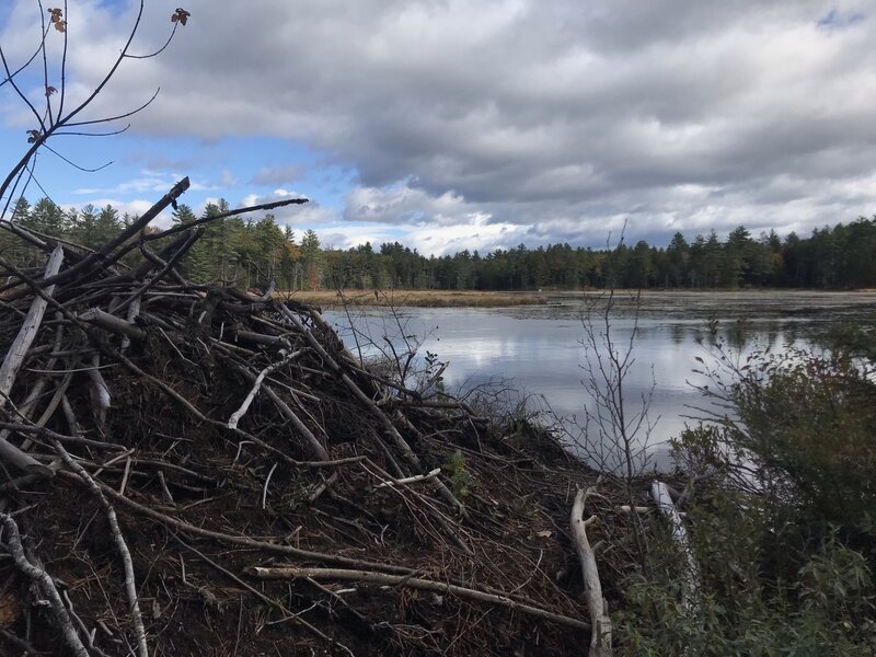 Beaver dam on the edge of Red Hill Pond.