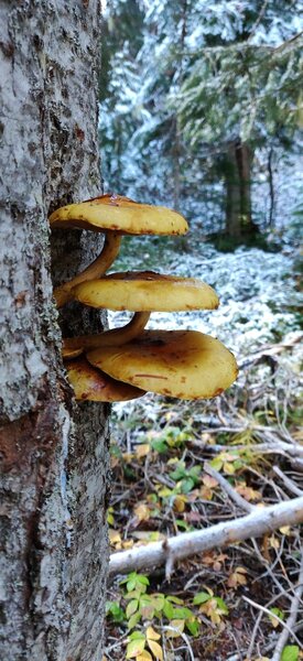 Interesting mushroom growth in the moist areas along the PCT and Similkameen River.