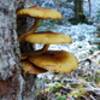 Interesting mushroom growth in the moist areas along the PCT and Similkameen River.