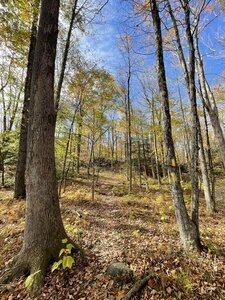 Wooded Yellow Trail