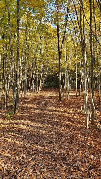 Autumn at Lemoine Point