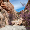 Beautiful blossoming bushes line the canyon walls.