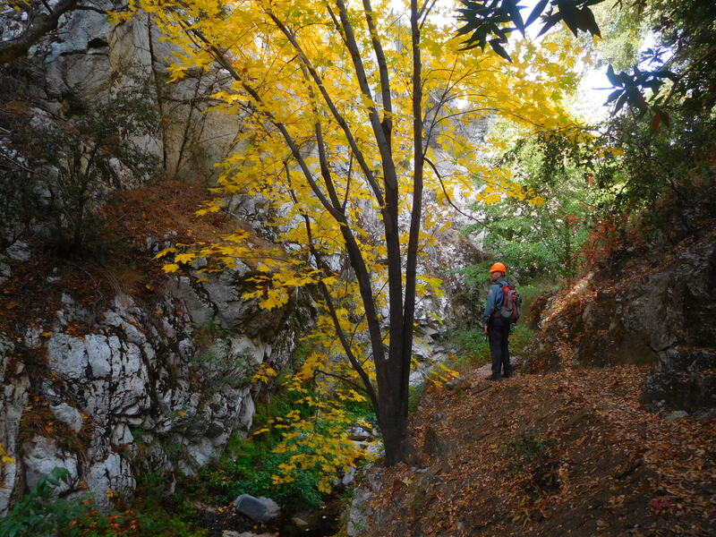 Maple tree in fall colors, Bear Canyon Trail.