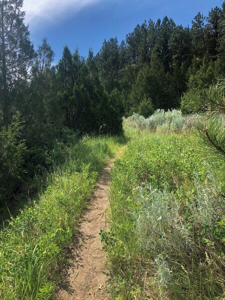 Ponderosa Trail singletrack