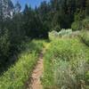 Ponderosa Trail singletrack