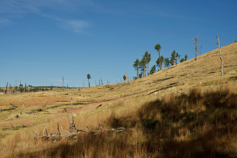 You can get a sense of how the landscape is recovering from the Jasper Fire of 2000. Here, you can s