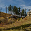 The trees growing in the canyon show vibrant yellows in the fall.