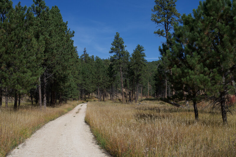 At this point, the trail follows a gravel service road that moves through the ponderosa pine forest.