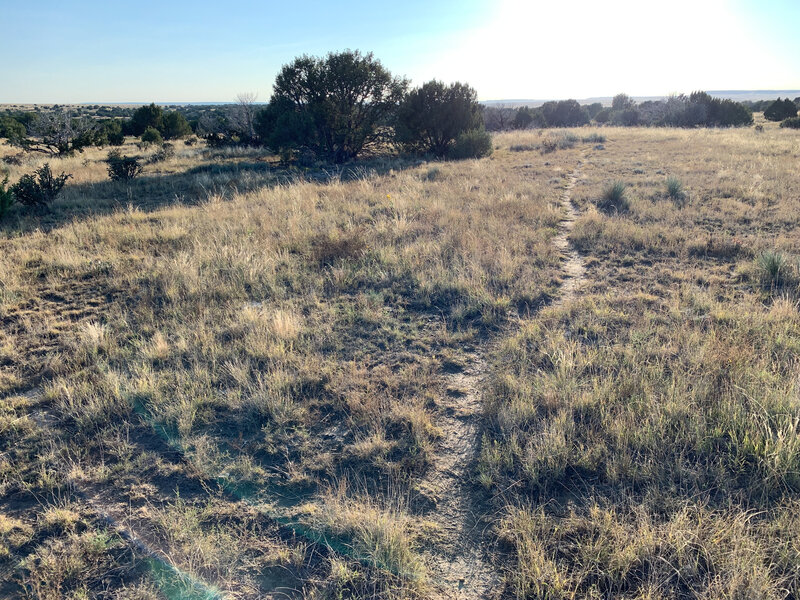 Singletrack trail across the prairie.