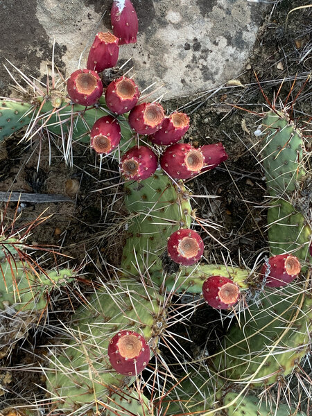 Prickly pear cactus along the trail.