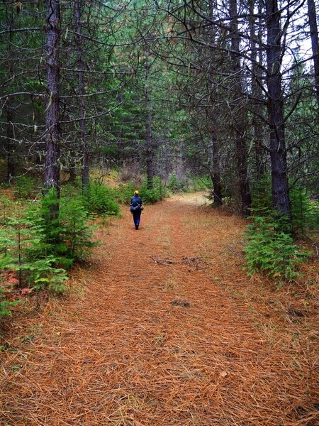 Along the trail near the top of the loop.