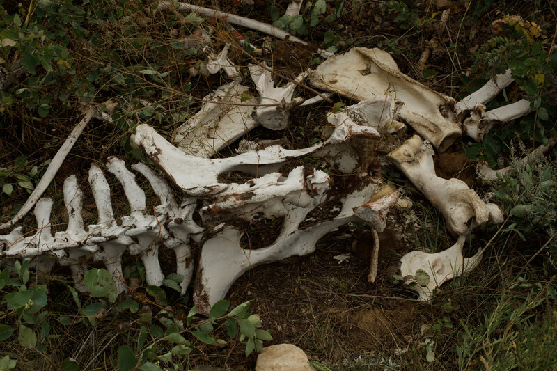 Remains of a Buffalo along the Wind Cave Canyon Trail.