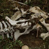 Remains of a Buffalo along the Wind Cave Canyon Trail.