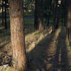 The trail descends through a pine forest as it approaches the campground.