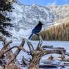 Steller's Jay at Rawson Lake