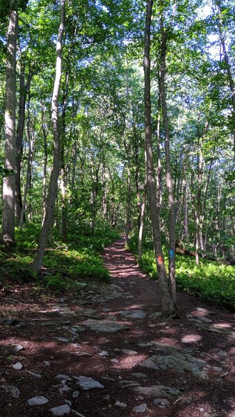 Conestoga Trail & Kelly's Run share this stretch of trail through the ferns.