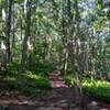 Conestoga Trail & Kelly's Run share this stretch of trail through the ferns.