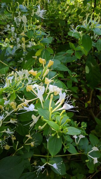 Tons of honeysuckle along the way. Deliciously sweet smelling trail in late May 2021.