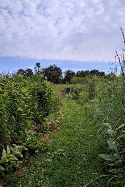 Chestnut Grove late July 2021. Lots of milkweed.