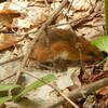 Little Deer Mouse.