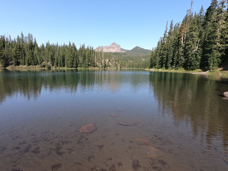 3-Fingered Jack from Lower Berley Lake (8-19-2021)