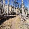 Narrow trail between fire damaged trees.