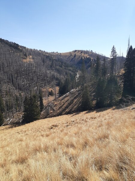 View overlooking late fall landscape, golden grass, fire damaged trees, and pines.