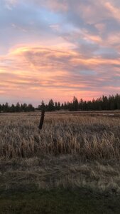 Views of wetlands around Blackhorse Lake.