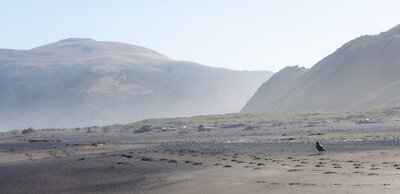 Morning fog at the north end of the Lost Coast.